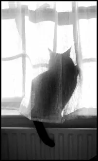 Cat behind a window curtain