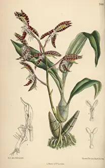 Matilda Prints: Catasetum garnettianum, orchid native to the Amazon river
