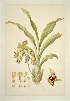 Francis Bauer Gallery: Catasetum macrocarpum, monkshead orchid