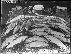 Rods Prints: A Catch of Fish
