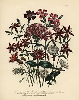 Catchfly Collection: Catchfly or Silene species