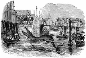 Images Dated 24th February 2005: Catching a Whale off Deptford Pier, London, 1842