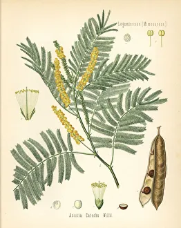 Acacia Gallery: Catechu or black cutch, Acacia catechu