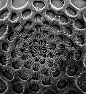 Microscope Image Collection: Caterpillar egg