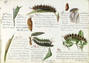 Pupa Collection: Caterpillars & pupa, Margaret Fountaine