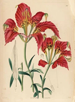 Shrubbery Gallery: Catesbys lily, Lilium catesbaei