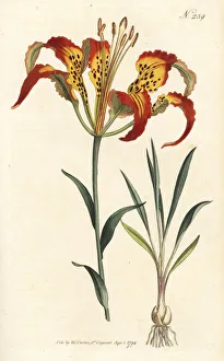 Lily Gallery: Catesbys lily or tiger lily, Lilium catesbaei