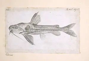 Catfish