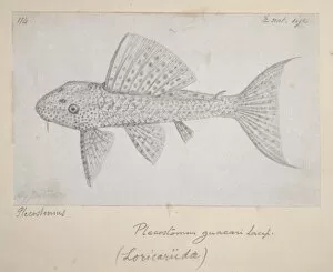 Alfred Russel Gallery: Catfish