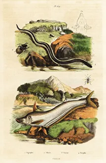 Catfish, dwarf siren, wasp and beetle