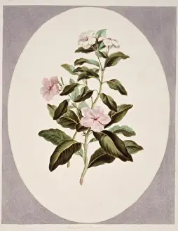 Gastropod Prints: Catharanthus roseus, madagascan periwinkle
