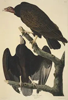 Cathartes aura, turkey vulture