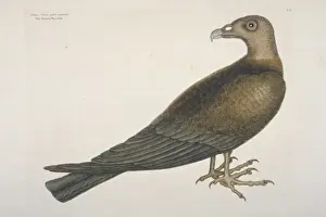 Cathartes aura, turkey-vulture