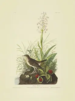 Fringed Prints: Catharus fuscescens, veery