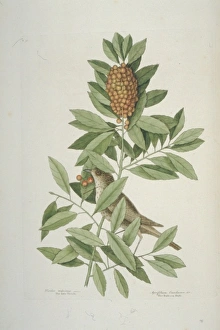 Mark Catesby Collection: Catharus minimus, grey-cheeked thrush