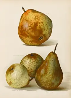 PEARS