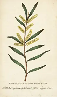 Catkin shrub of New South Wales, Australia
