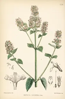 Catmint or catnip, Nepeta cataria