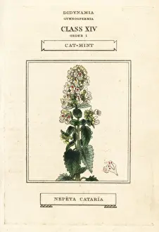 Catmint or catnip, Nepeta cataria
