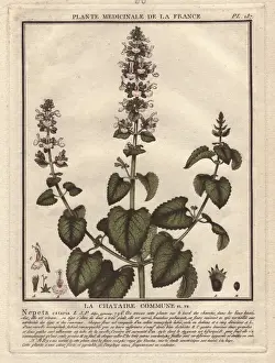 1780 Prints: Catnip, catswort or catmint, Nepeta cataria
