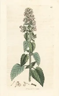 Catnip, Nepeta cataria