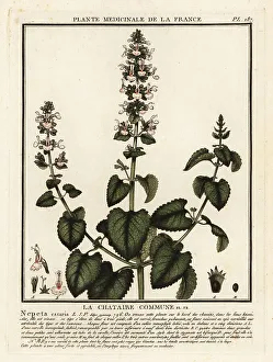 Catnip, Nepeta cataria
