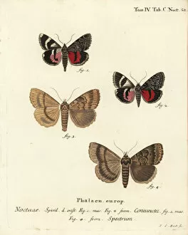 Moths Gallery: Catocala coniuncta and Apopestes spectrum moths