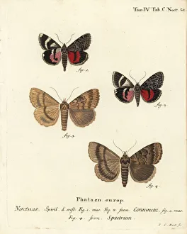 Images Dated 24th May 2019: Catocala coniuncta and Apopestes spectrum moths