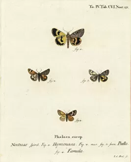 Maura Collection: Catocala hymenaea, Amerila puella and Isturgia famula