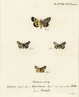 Images Dated 25th May 2019: Catocala hymenaea, Amerila puella and Isturgia famula