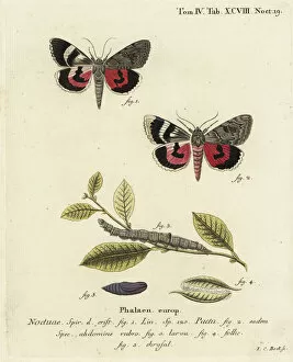 Larva Gallery: Catocala pacta moth