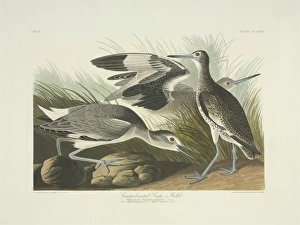 Catoptrophorus semipalmatus, willet Catoptrophorus semipalmatus, willet