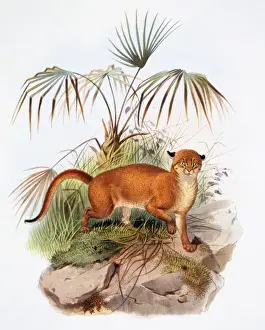 Eutheria Prints: Catopuma badia, bay cat