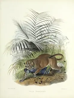 Felis Prints: Catopuma temminckii, Asian golden cat