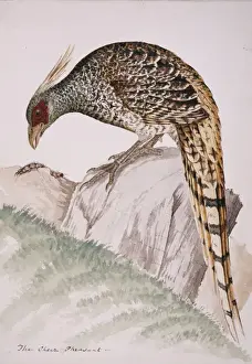Pecking Prints: Catreus wallichii, cheer pheasant