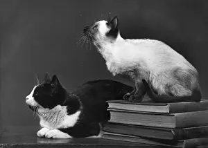Siamese Prints: TWO CATS AND BOOKS