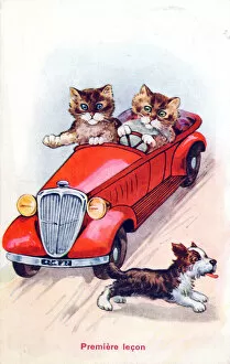 Images Dated 14th June 2018: Cats in a car on a French postcard - First lesson