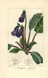 Pancracebessa Prints: Cats claw flower, Martynia speciosa