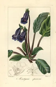 Pancracebessa Prints: Cats claw, Martynia speciosa, native to Brazil
