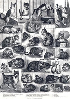 Images Dated 24th January 2011: Our Cats: a domestic history by Louis Wain
