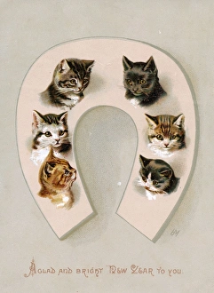 Tabby and White Cat