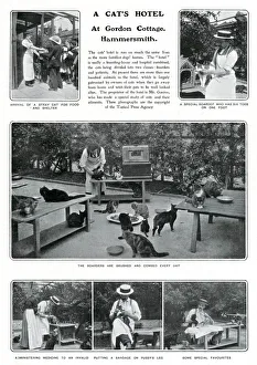 Vets Prints: A Cats Hotel in Hammersmith