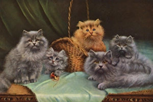 Images Dated 29th December 2015: Cats and Kittens - The Pick of the Basket