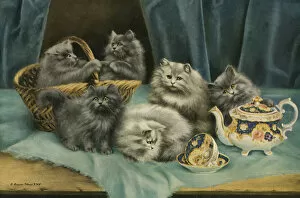 Teatime Collection: Cats and Kittens - Tea Time