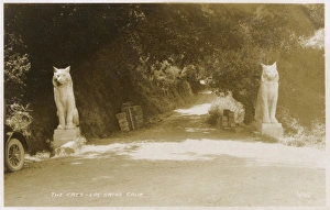 Images Dated 21st July 2017: The Cats of Los Gatos, Santa Clara, California, USA