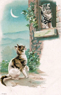 Images Dated 18th June 2018: Two cats in the moonlight on a postcard