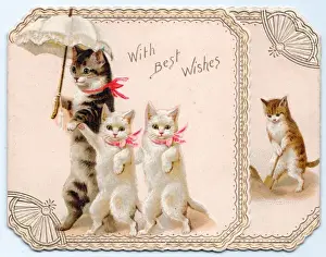 Four cats with parasol on a greetings card