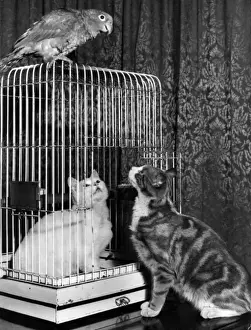 Parrots Prints: Two cats and a parrot, with cage