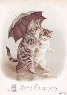 Tabby and White Cat