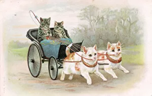 Images Dated 14th June 2018: Cats riding in an open carriage on a postcard
